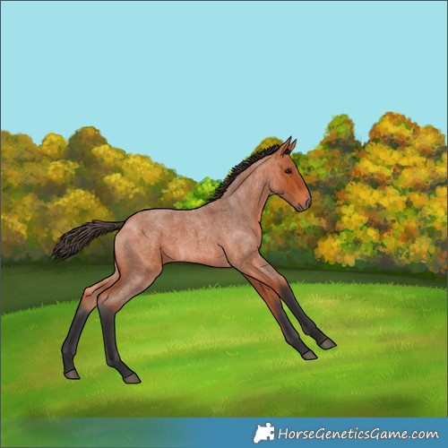 Horse Color:Bay Roan 