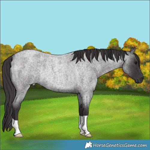 Horse Color:Smoky Blue Roan Rabicano 