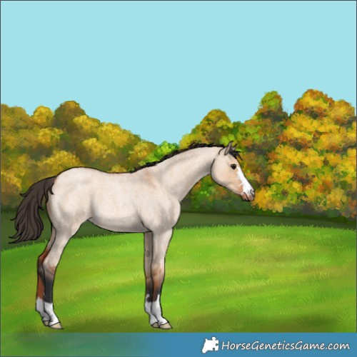 Horse Color:Bay Roan Dun 