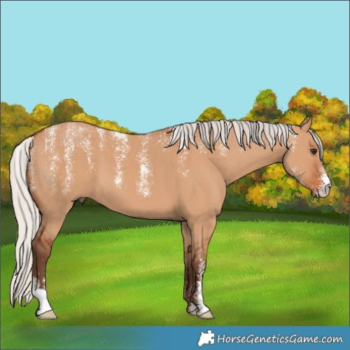Horse Color:Powder White Silver Bay Dun 