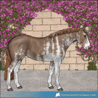 Horse Color:White Spotted Liver Red Dun 