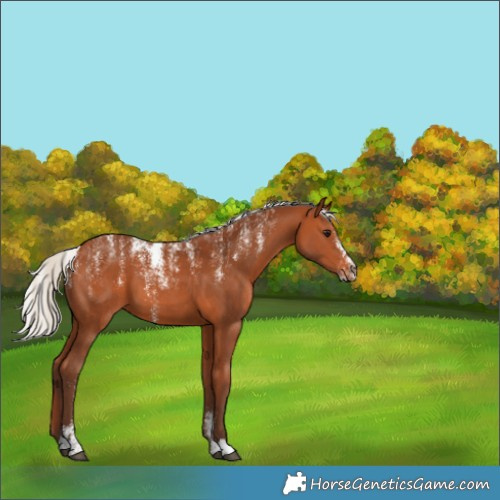 Horse Color:Powder White Silver Bay 