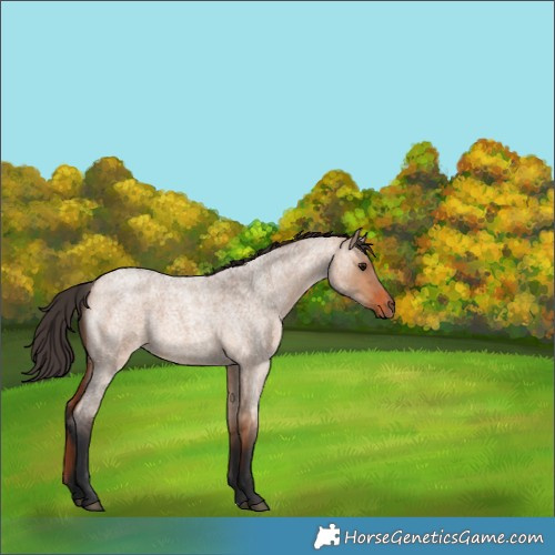 Horse Color:Bay Roan Dun 