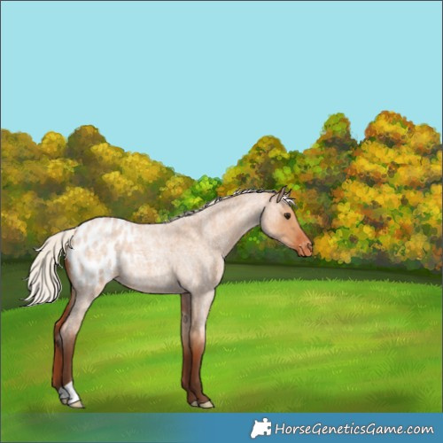 Horse Color:Silver Bay Roan Dun Appaloosa 