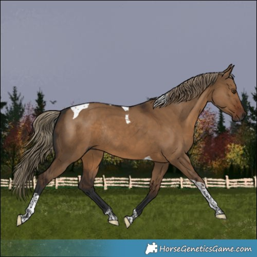 Horse Color:Gray Liver Red Dun Tobiano Rabicano 