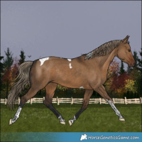 Horse Color:Gray Liver Red Dun Tobiano Rabicano
