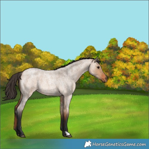 Horse Color:Bay Roan Dun 