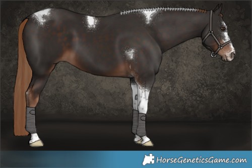 Horse Color:Liver Chestnut Tobiano