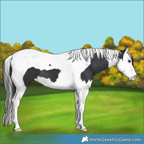 Horse Color:Black Splash Tobiano 