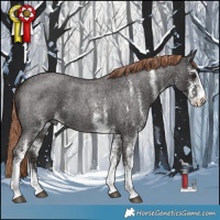 Horse Color:White Spotted Liver Red Roan