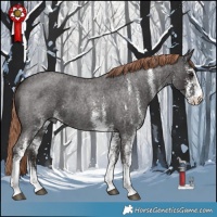 Horse Color:White Spotted Liver Red Roan 