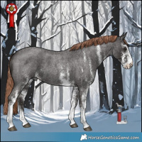 Horse Color:White Spotted Liver Red Roan 