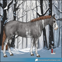 Horse Color:White Spotted Liver Red Roan