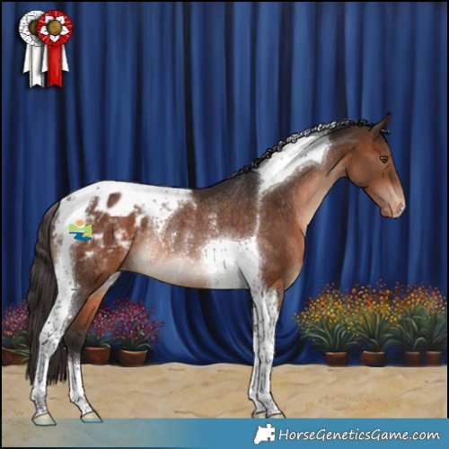 Horse Color:Brown Tobiano Appaloosa Rabicano 