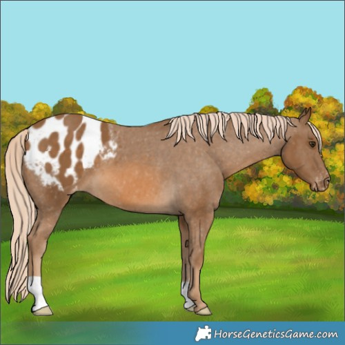 Horse Color:Chocolate Palomino Appaloosa 