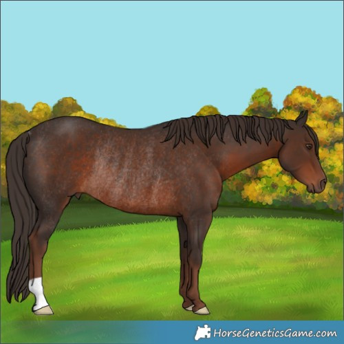 Horse Color:Liver Chestnut Rabicano 