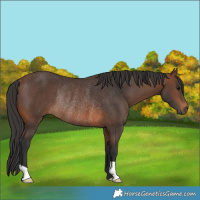 Horse Color:Brown Rabicano 