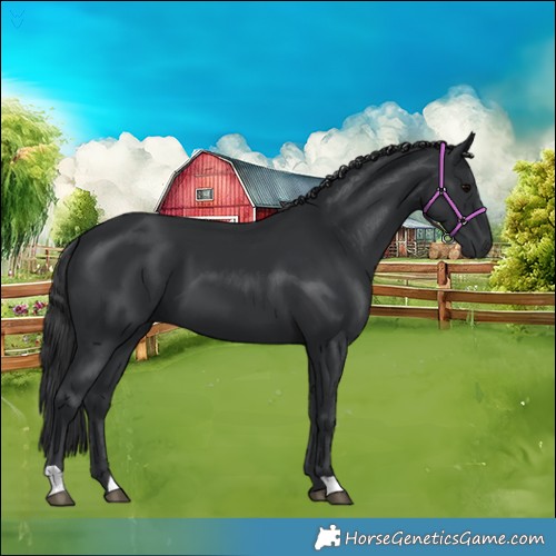 Horse Color:Black 