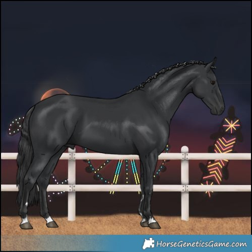 Horse Color:Black 