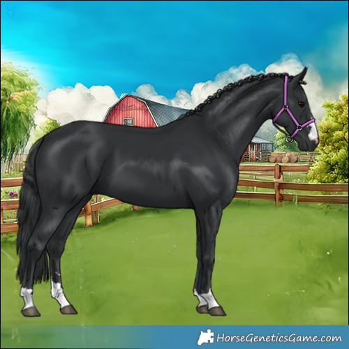 Horse Color:Black 