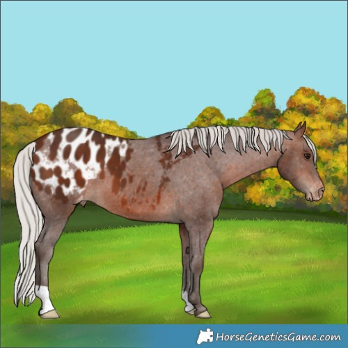 Horse Color:Silver Brown Blanket 