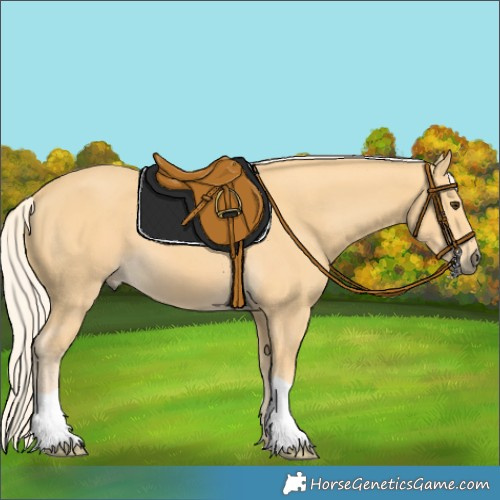 Horse Color:Palomino 
