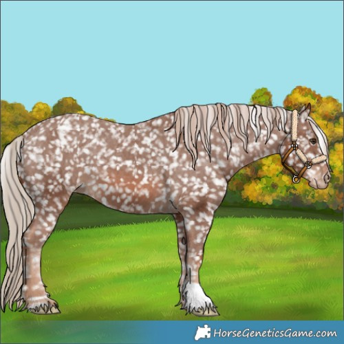 Horse Color:Chestnut Appaloosa 