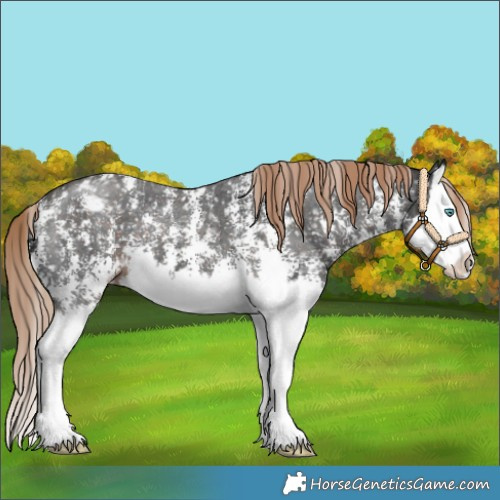 Horse Color:Liver Chestnut Sabino Splash Appaloosa 