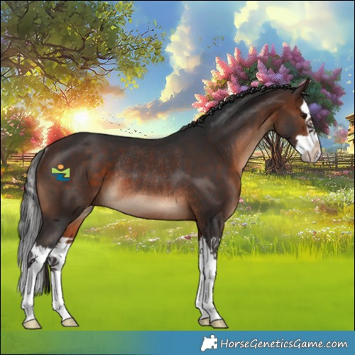 Horse Color:Brown Splash Rabicano 