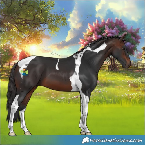 Horse Color:Brown Tobiano 