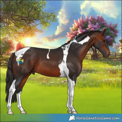Horse Color:Brown Tobiano