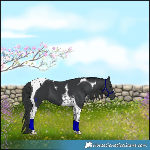 Horse Color:Black Tobiano 