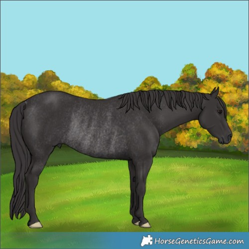 Horse Color:Smoky Black Rabicano 