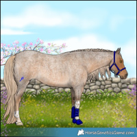 Horse Color:Chocolate Palomino Roan Tobiano Rabicano 