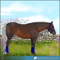 Horse Color:Silver Brown Tobiano Rabicano 