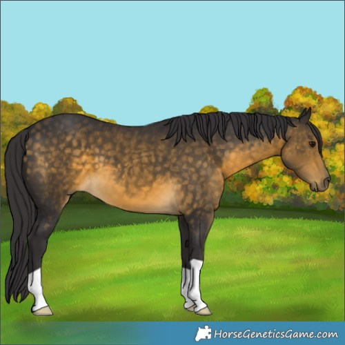 Horse Color:Buckskin 