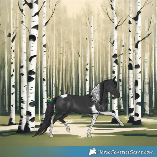 Horse Color:Black Tobiano 