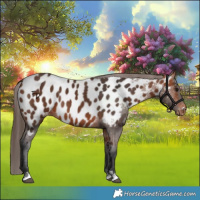 Horse Color:Bay Appaloosa