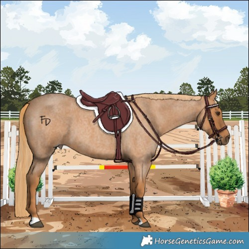 Horse Color:Red Roan 