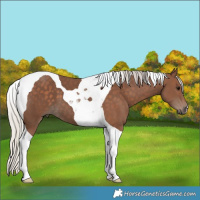 Horse Color:Silver Black Tobiano 