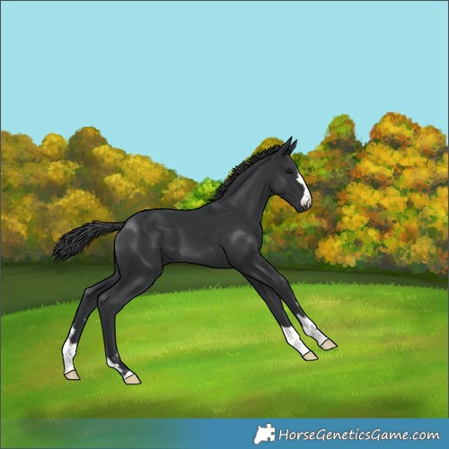 Horse Color:Black 