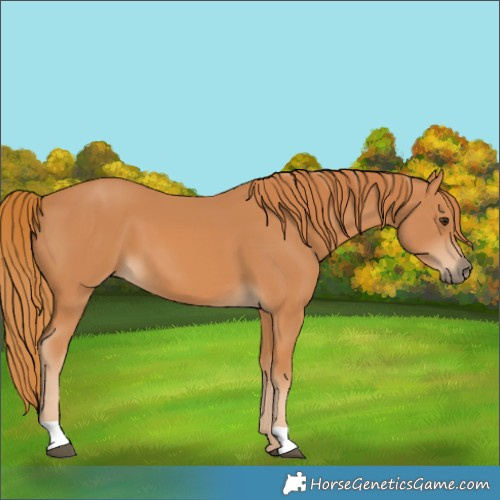 Horse Color:Chestnut 