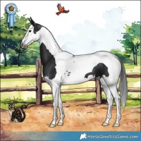 Horse Color:Gray Black Splash Tobiano