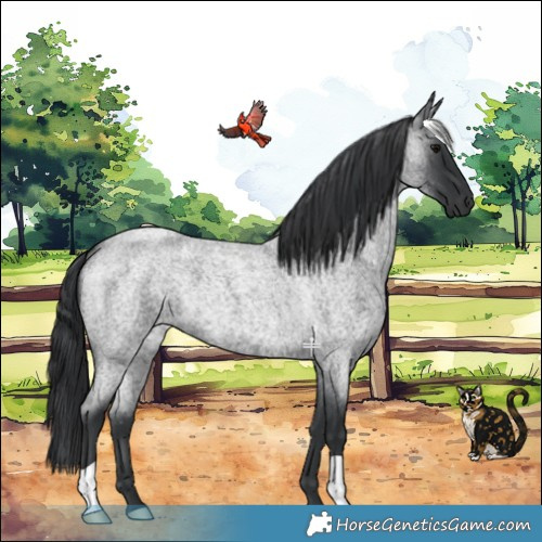Horse Color:Blue Roan 