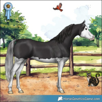 Horse Color:Smoky Black Splash