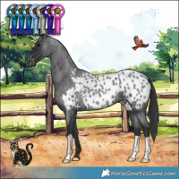 Horse Color:Blue Roan Appaloosa