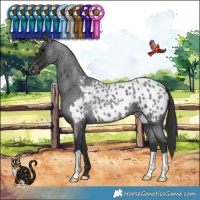 Horse Color:Blue Roan Appaloosa 
