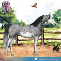 Horse Color:Blue Roan Splash 