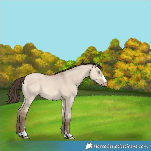 Horse Color:Amber Champagne Dun Rabicano 