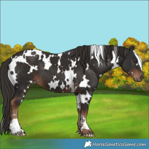 Horse Color:White Spotted Liver Chestnut